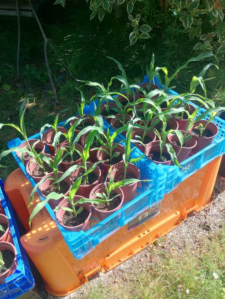 Sweetcorn Plants 