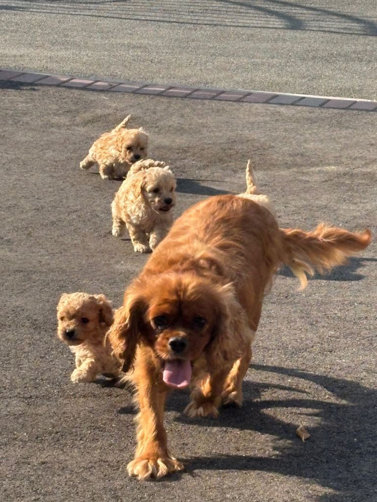Cavapoo