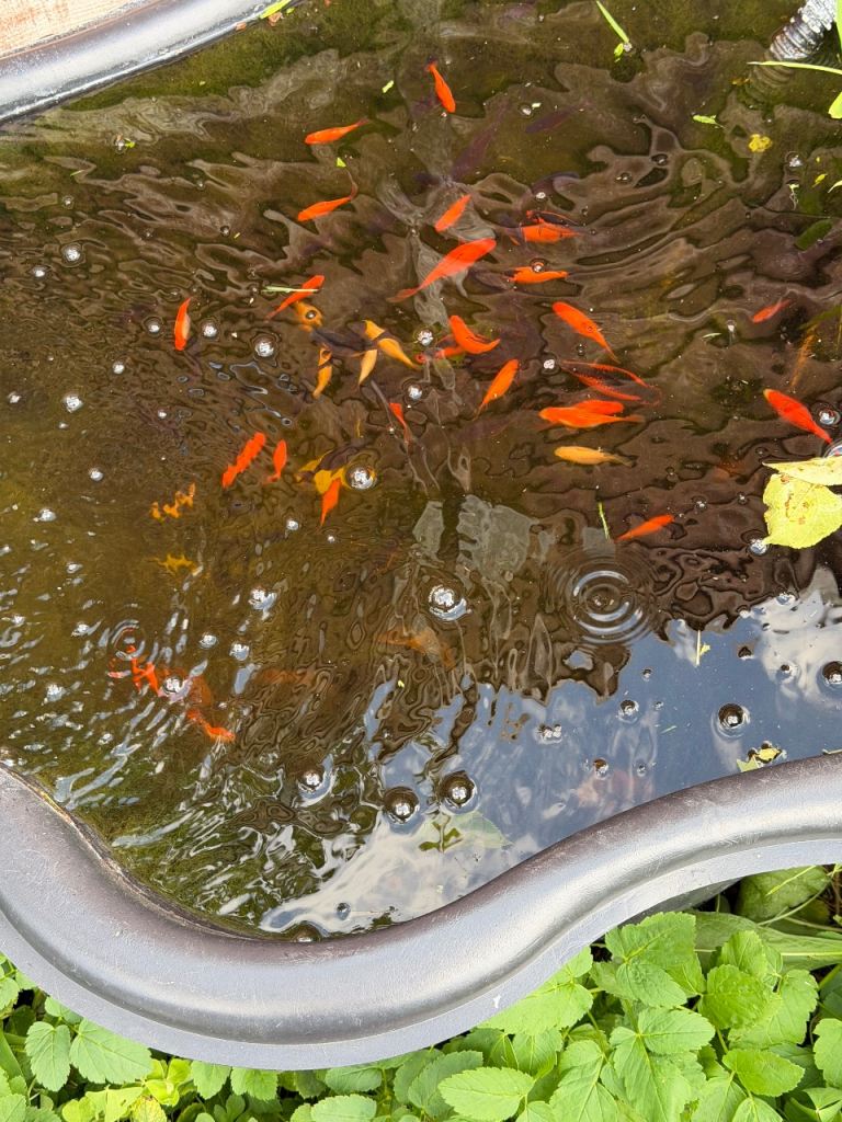 Goldfish for sale