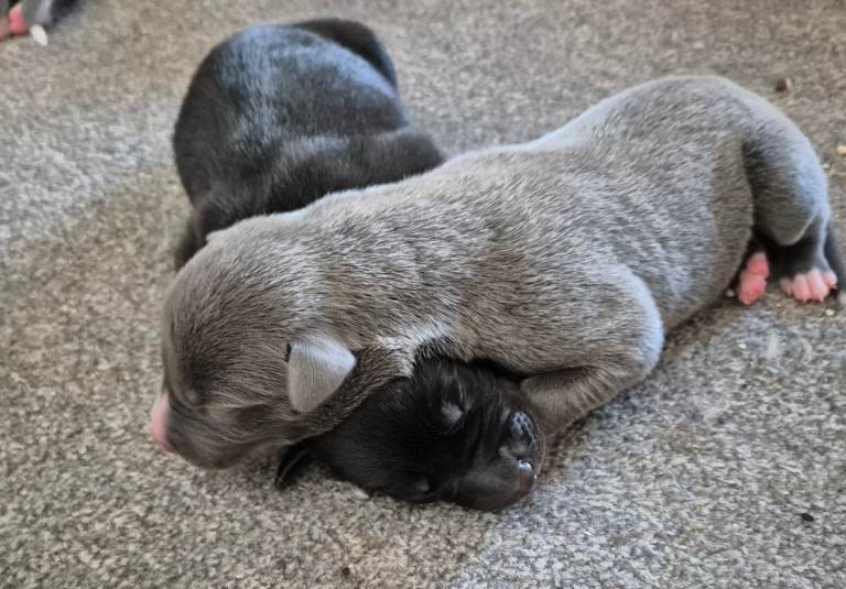 2 LEFT! Collie/Whippet/Grey Lurcher Puppies