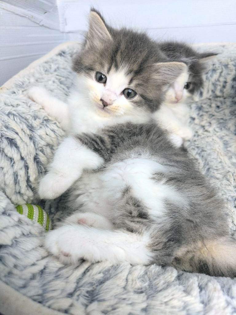 Maine Coon kittens