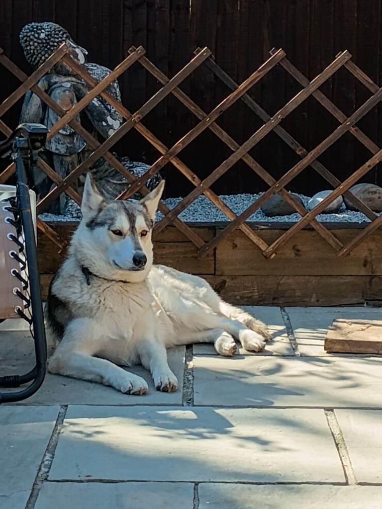 Forever home for Maya