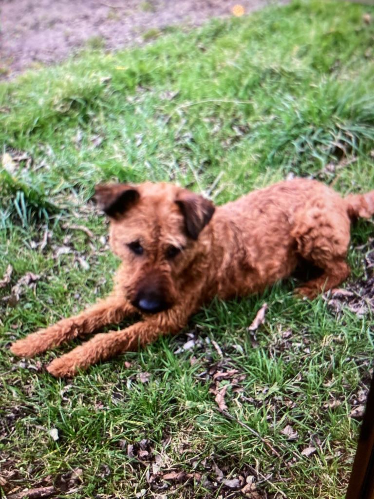 Irish terrier puppys 