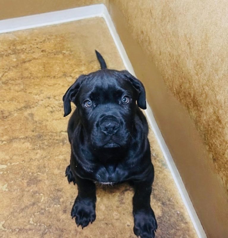 1 Chunky Black Corso x Rottie Pups ,Seeking Best Homes!!