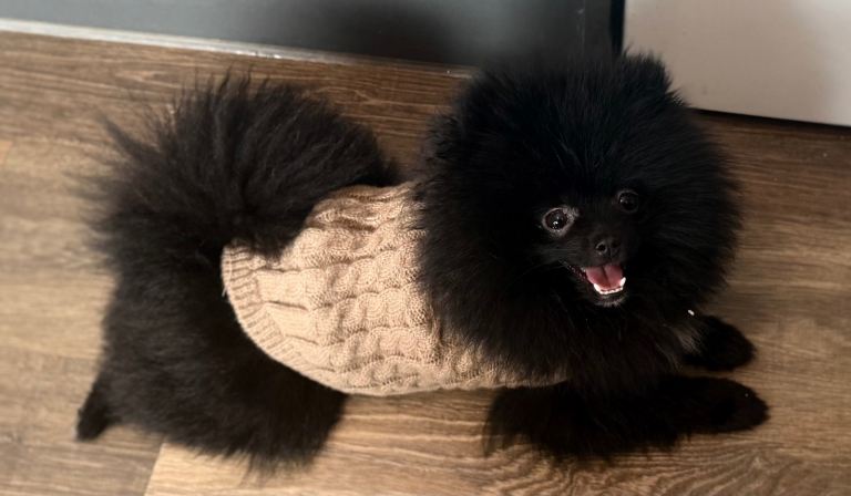 Beautiful Black Pomeranian For Sale