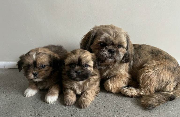 Shih Tzu puppies