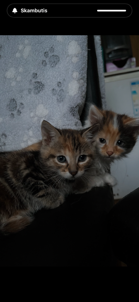 Lovely Kittens 