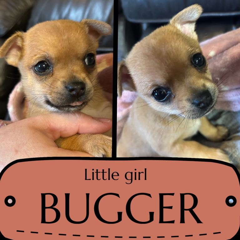 Pomchi puppy’s for sale