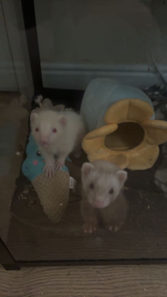 2 cuddly ferrets for sale (female is micro) 