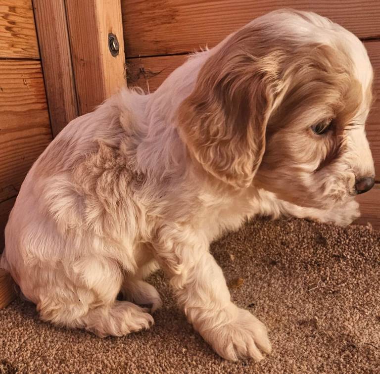 F1 cockerapoo puppies 
