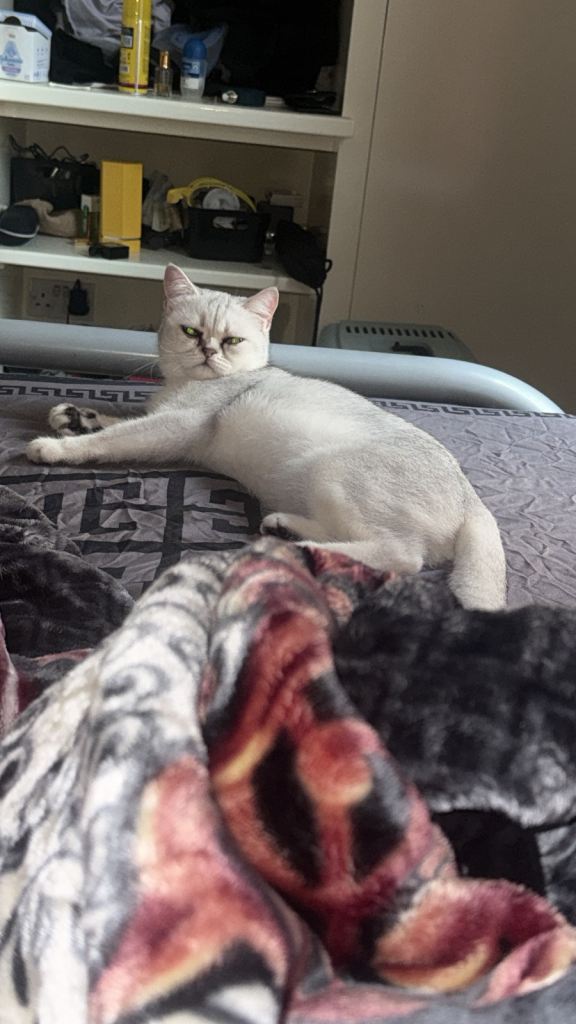 British Short hair chinchilla urgent sell