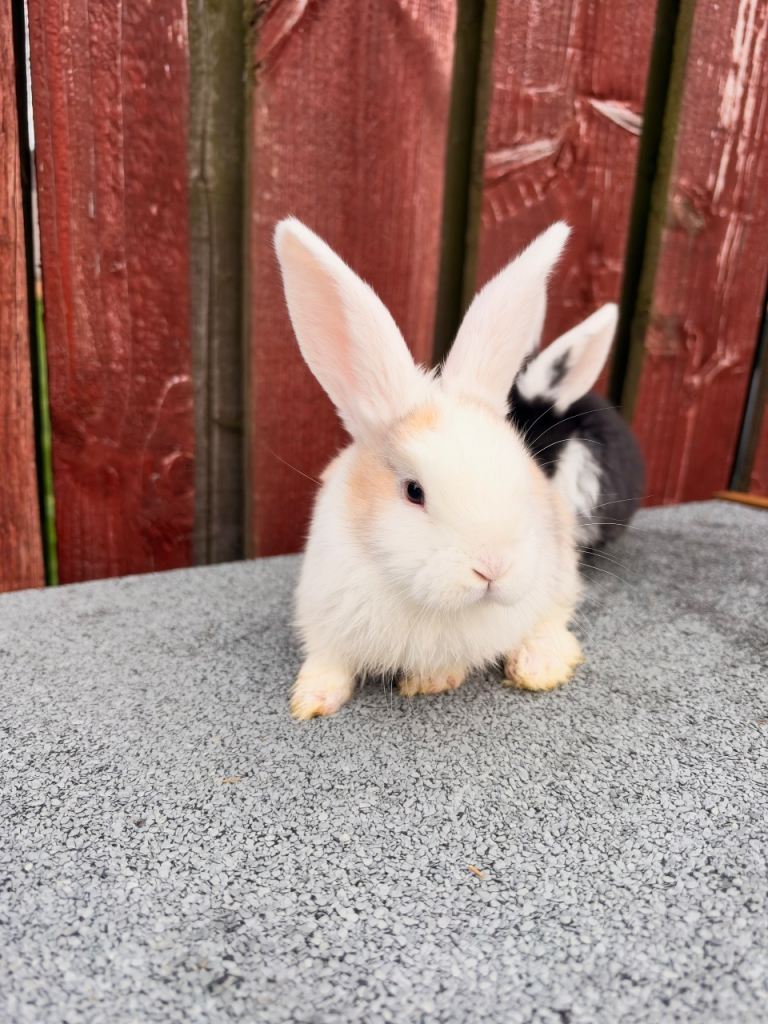 French lop babies