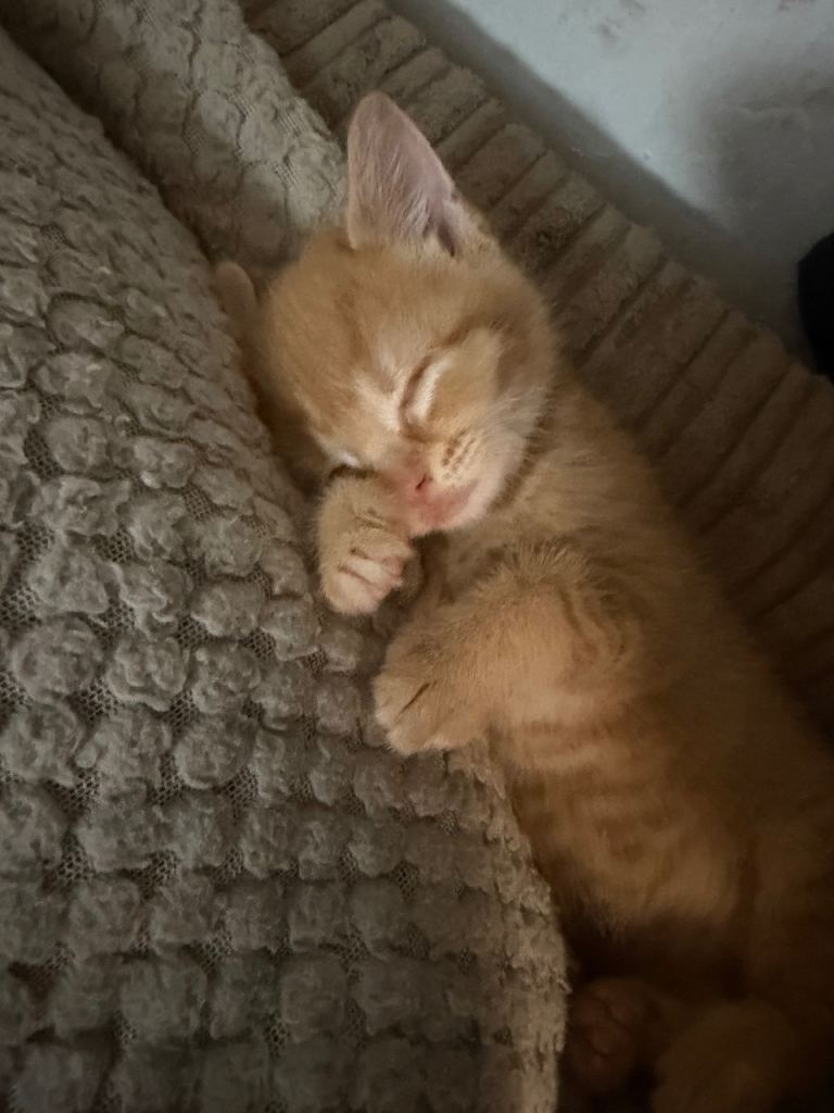 4 ginger kittens for sale 