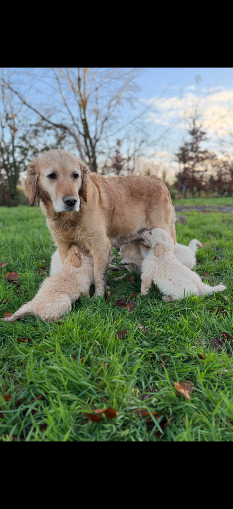 Golden Retriever Pups