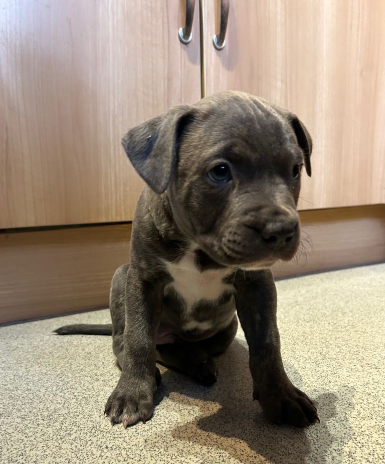 🐶 Staffy × Mastiff Puppies – Family Raised, Loving Homes Needed