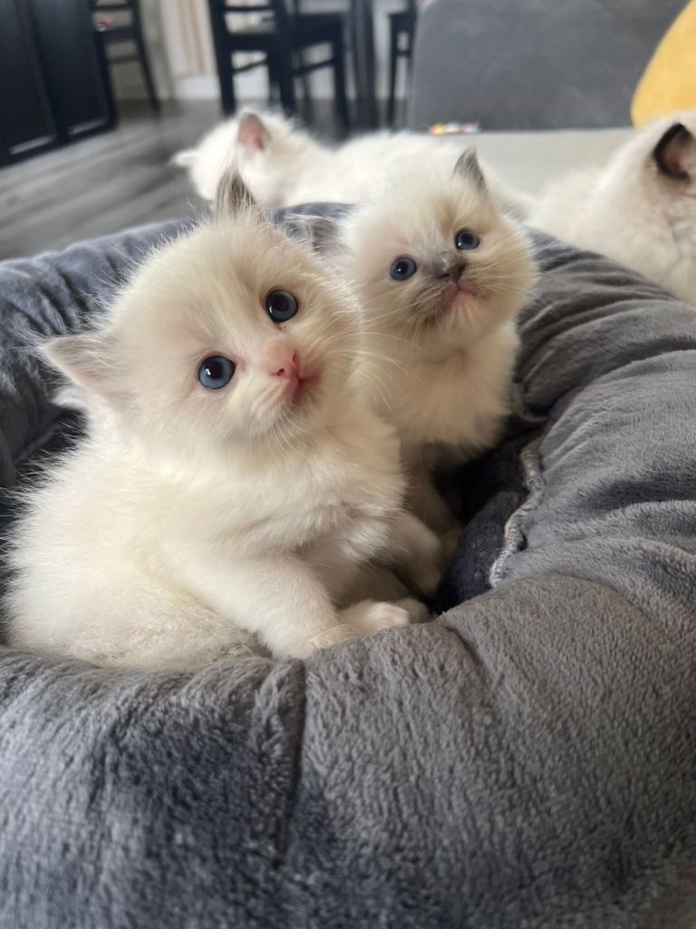 Gorgeous Ragdoll kittens TICA registered 