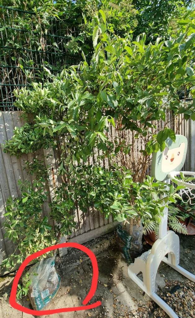 Japanese spindle fully grown, about 6 ft tall ready to collect