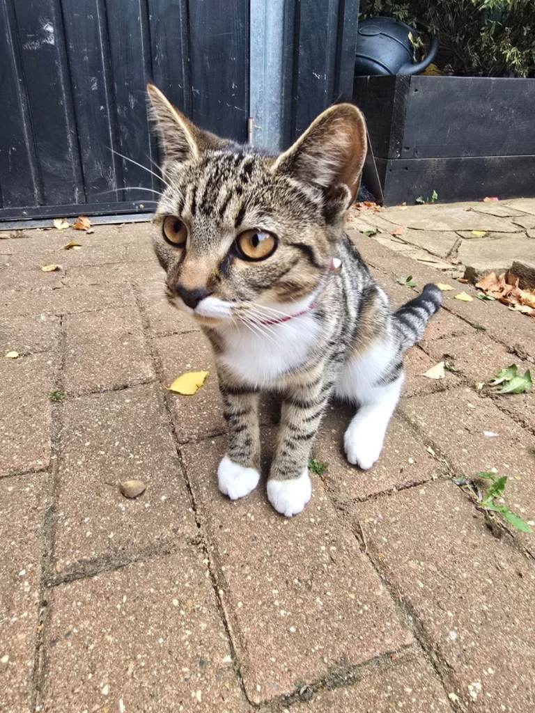 Kittens 5 months old 