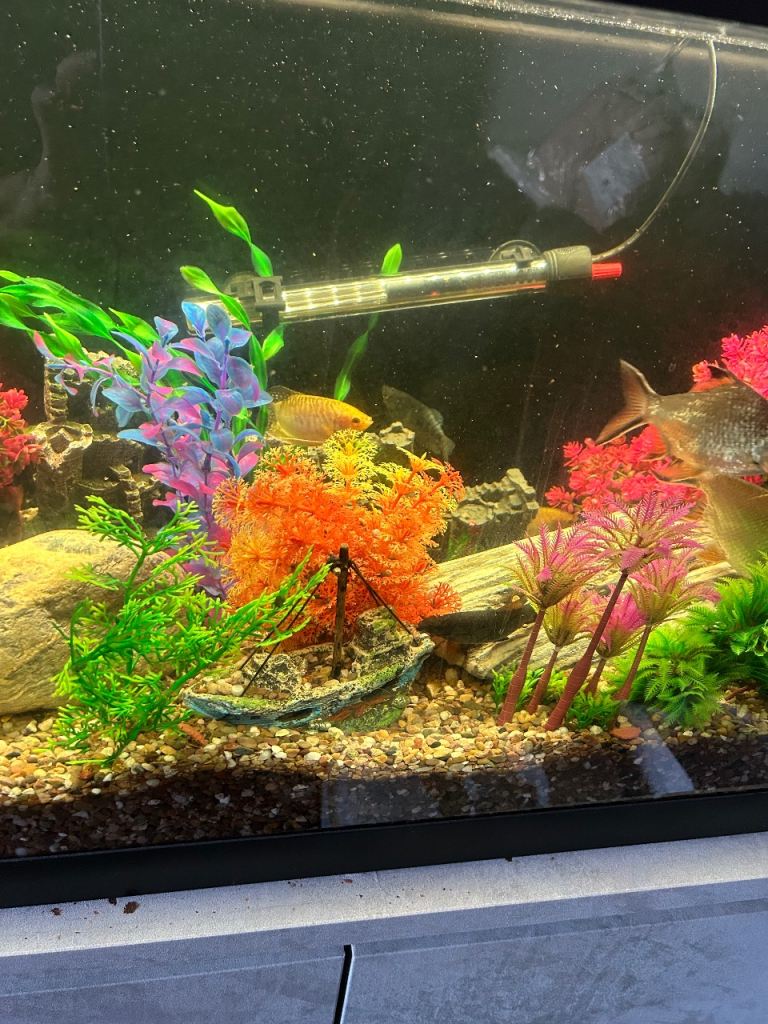 Tropical fish tank complete set up