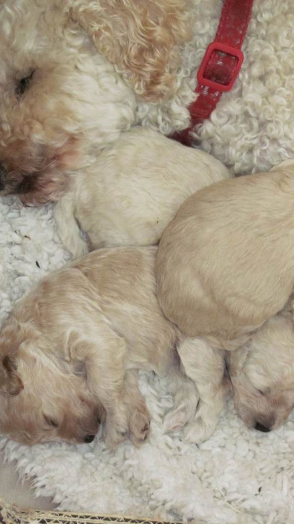 3 little girl puppies Pedigree Toy Poodle cross  Poochon non shed hypoallergenic 1 RERSERVED 