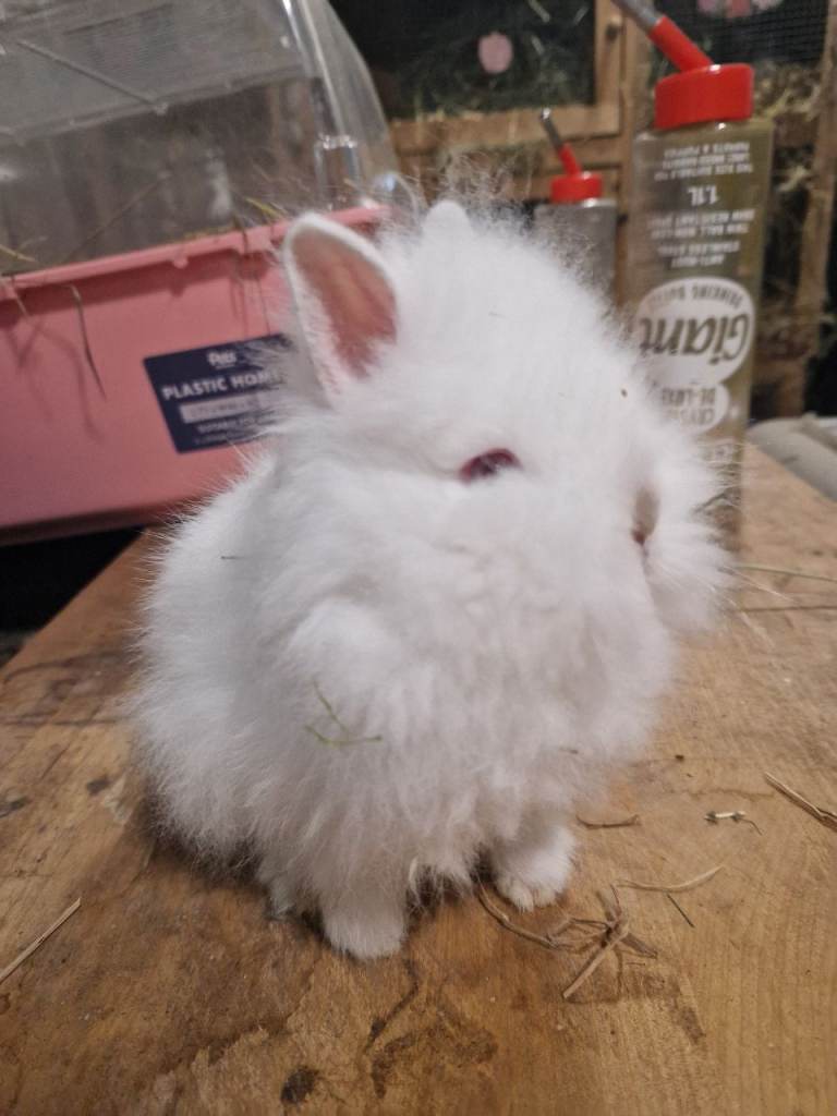 Baby doublemaned lionheads