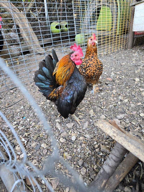Serama Cockerel