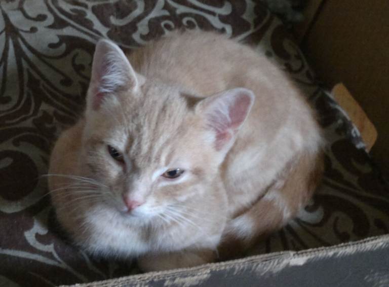 Cream Orange/ White Cat Kitten