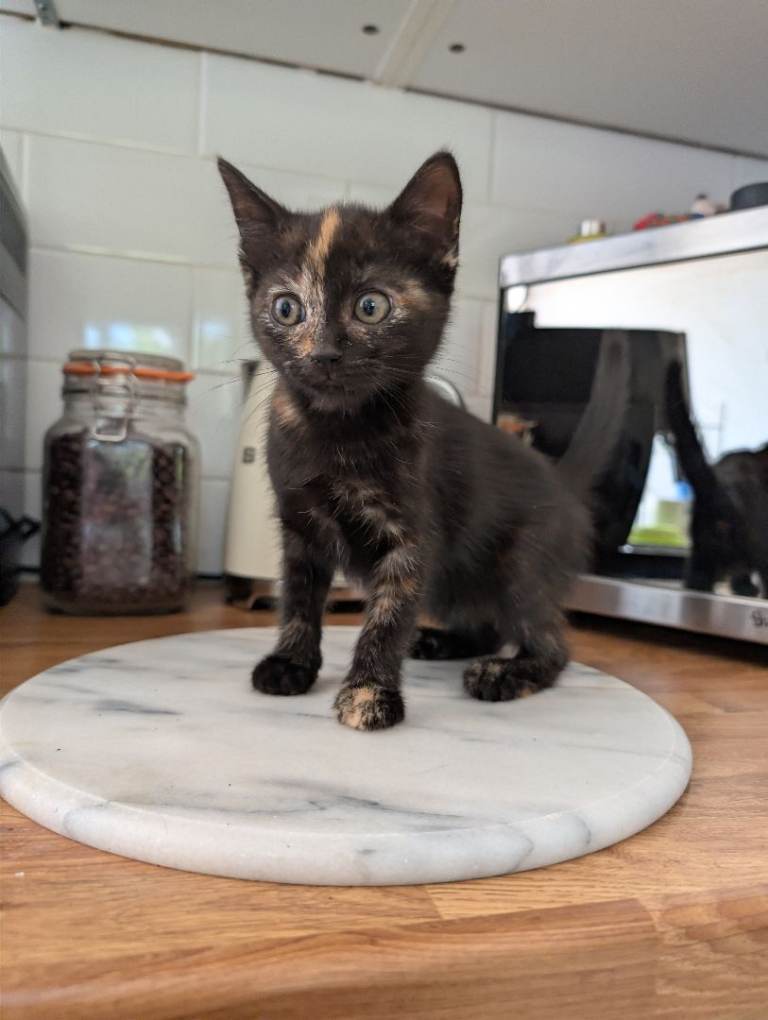 Kittens for sale