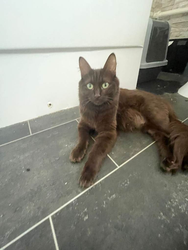 Kittens ready now 1 girl 2 boys