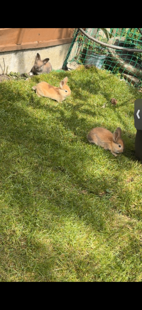 Baby Bunnies 