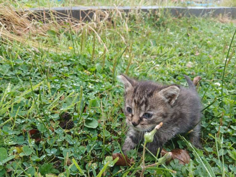 Brown Tabby Kitten