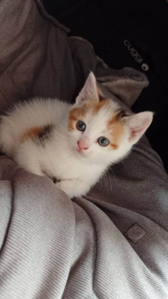 Kittyes 