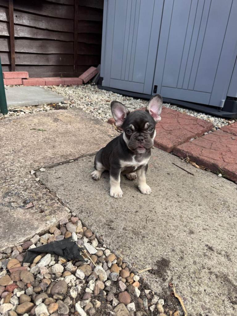 French bulldog puppy
