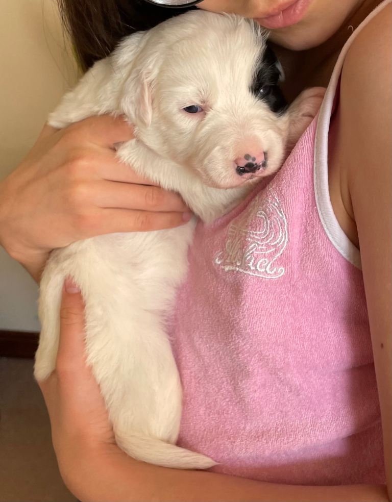 Black and White Border Collie Puppies 
