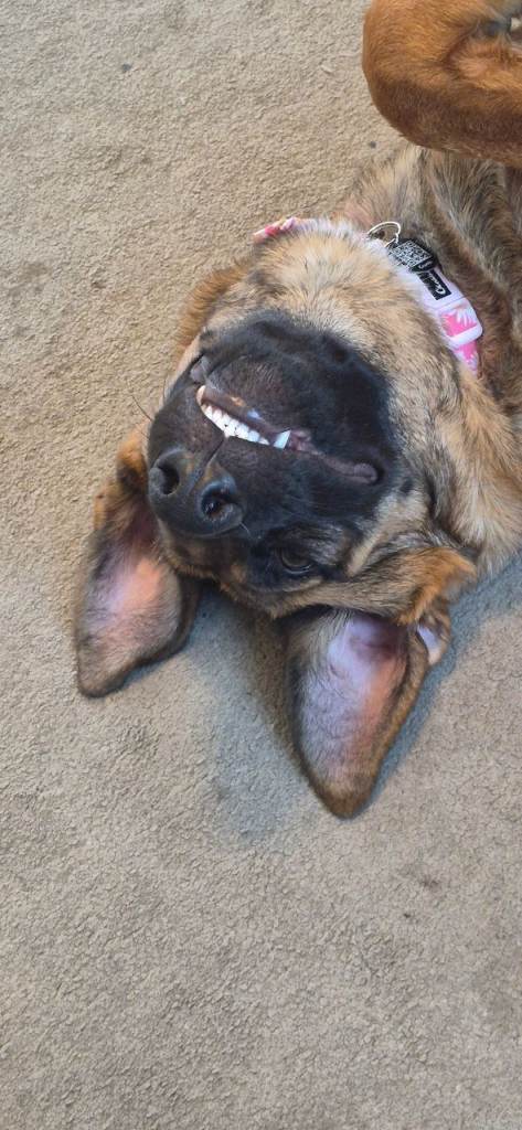 7 month girl German Shepherd x Belgian Malinois