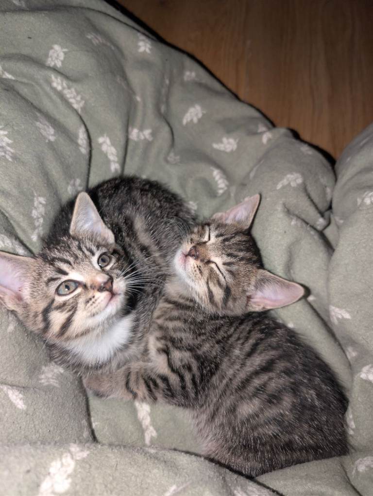 Tabby and black Kittens 