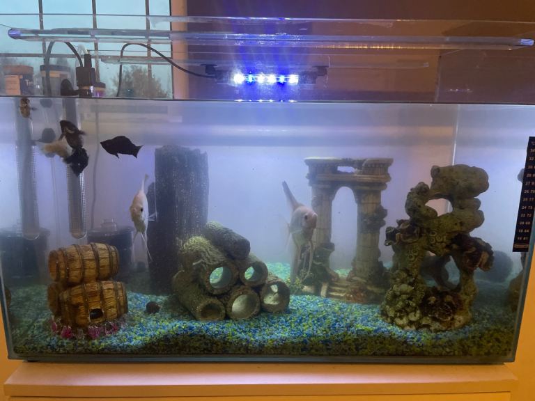 Whole Fish Setup With Fish