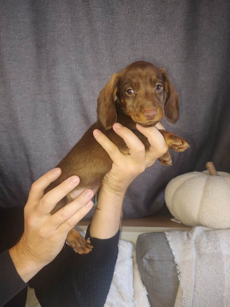 Wired dachshund puppies