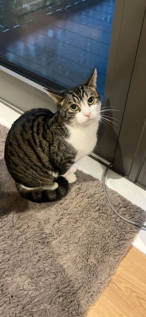 Tabby Cat 6 Years Old 