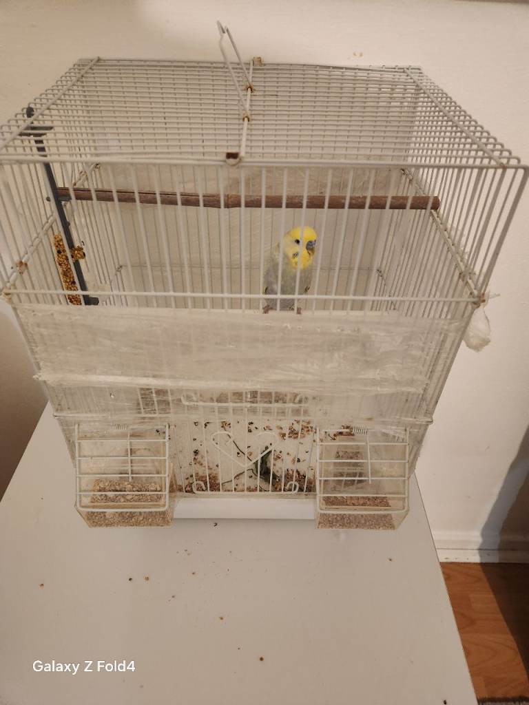 I have beautiful male rainbow budgie with cage