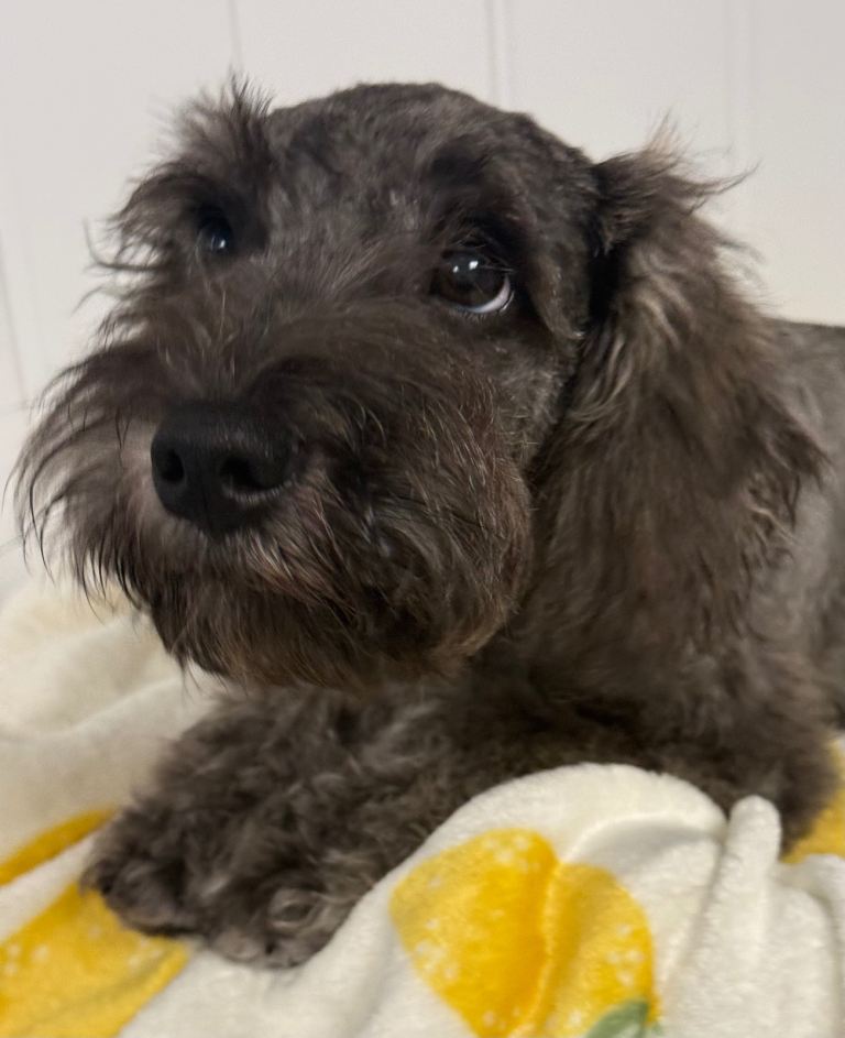 Miniature schnauzer x miniature Dachshund 