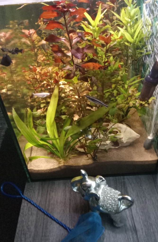 Aquarium with matching unit with everything 
