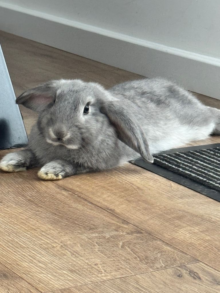 French lop bunnies ready now! 