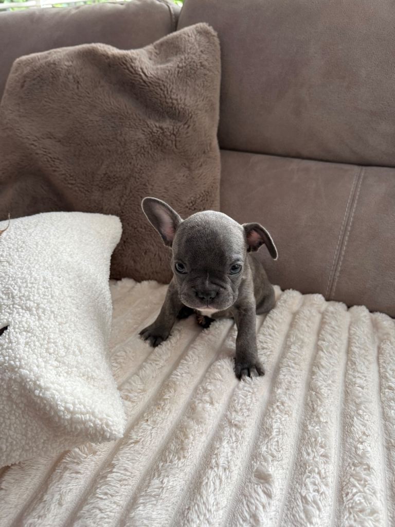 French bulldog puppy 11 weeks