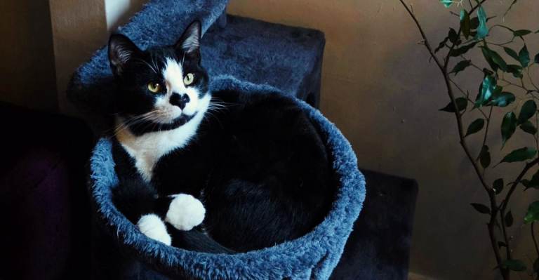 Beautiful Young Tuxedo Cat Looking for a Loving Home in Ipswich