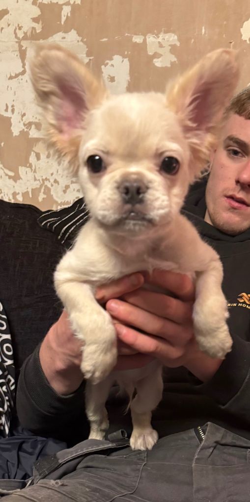 Platinum fluffy French bulldog 