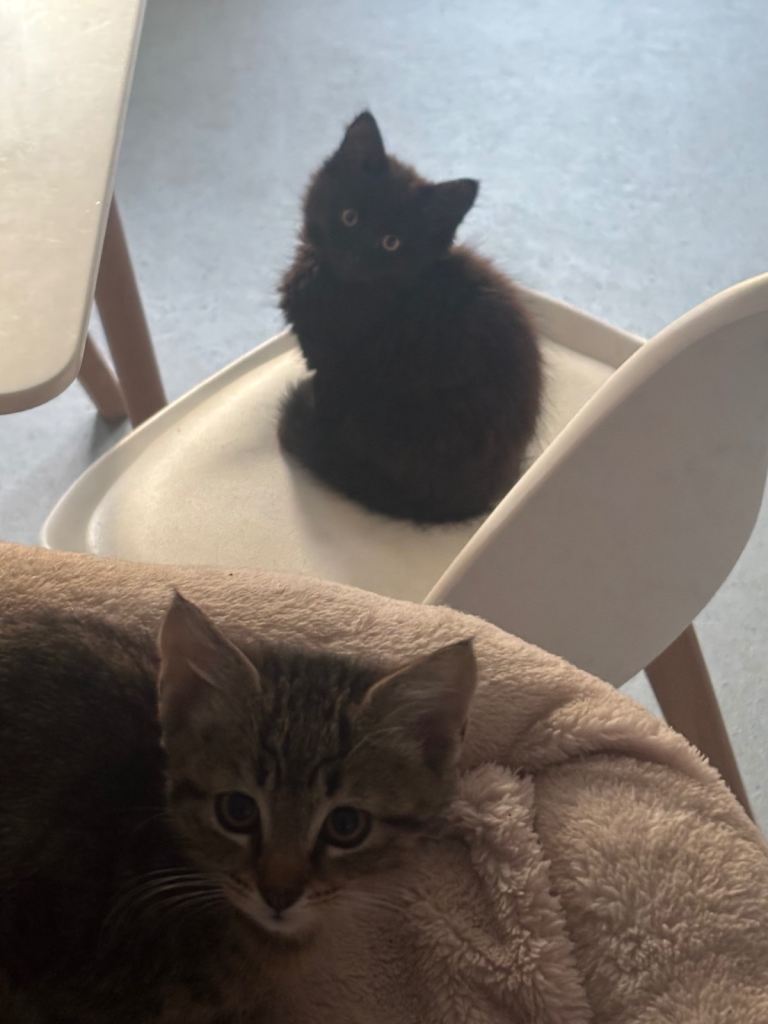 Lovely kitten in Christchurch, Dorset looking for a family 
