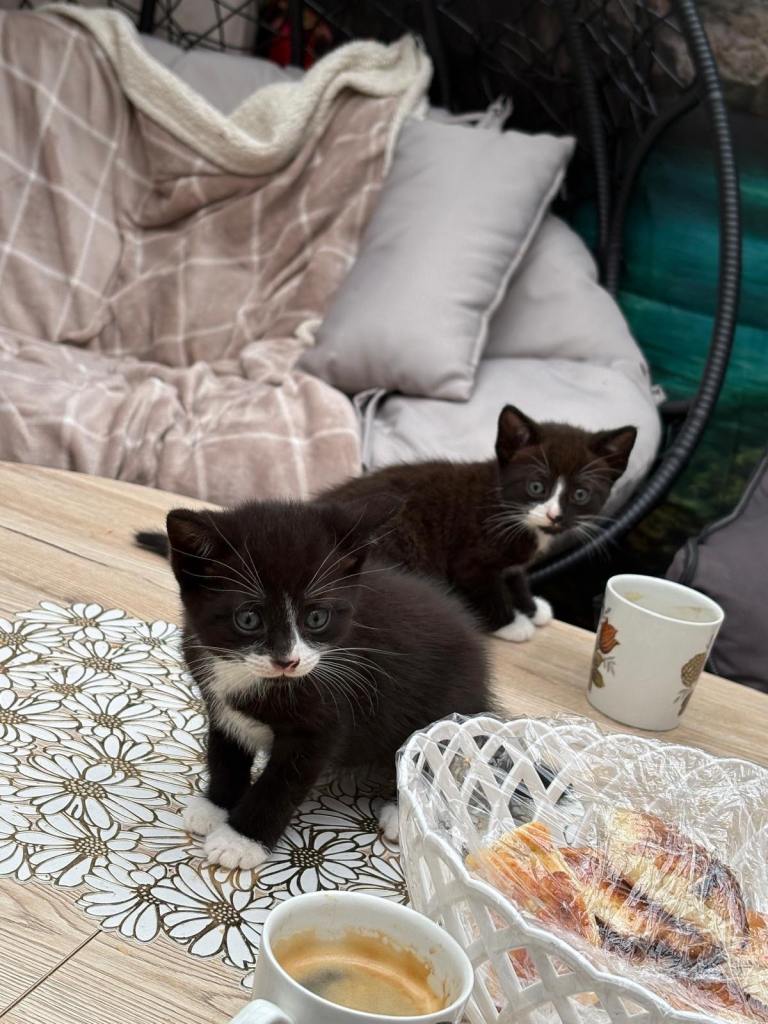 New born kittens ready for a new home