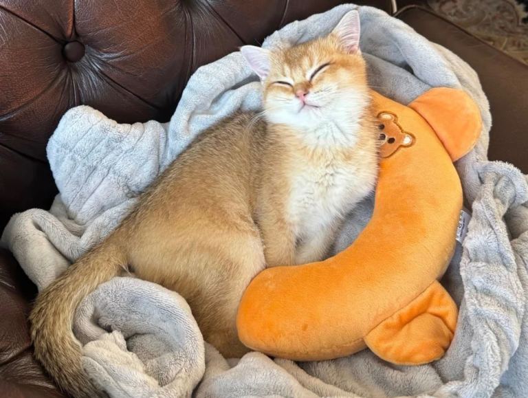 4 Month Old Golden Shaded GCCF REG Female Kitten 