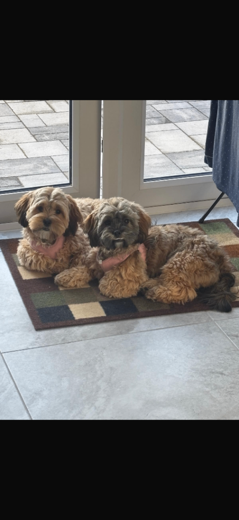Female shih-poo sisters 